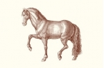 Prancing Horse Long Pad